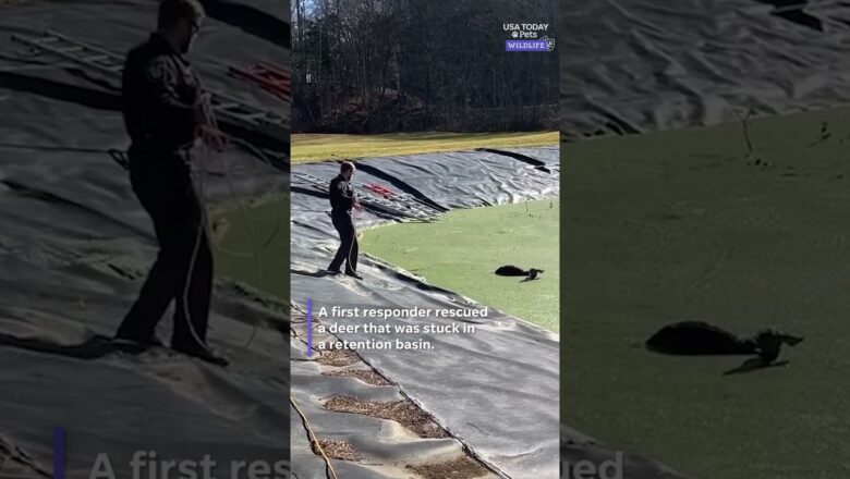 Skilled first responder lassos deer in wild rescue