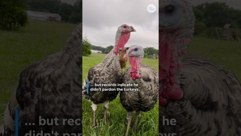 The history of Presidential Turkey Pardons, explained