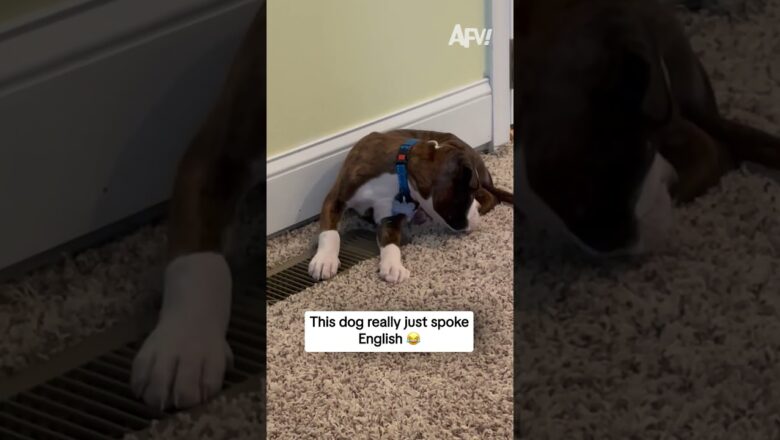 This dog really just spoke English 😂