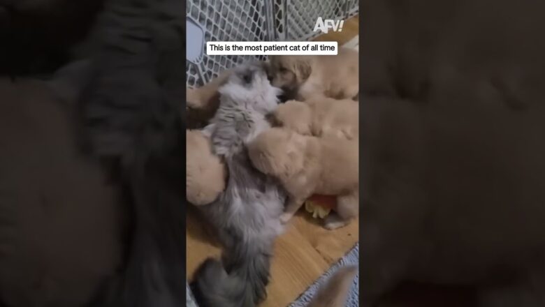 This is the most patient cat of all time