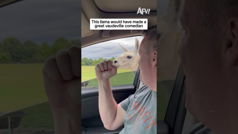 This llama would have made a great vaudeville comedian