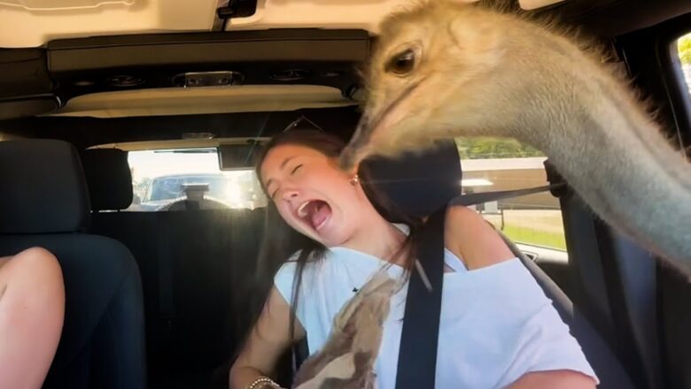 Unhinged Moments of Failure | Best Fails of the Week