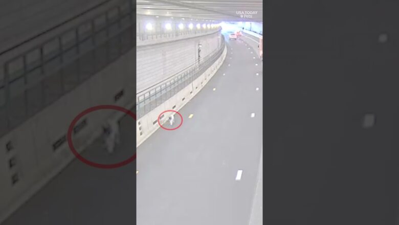 Video shows rescue of dog running through busy tunnel #Shorts