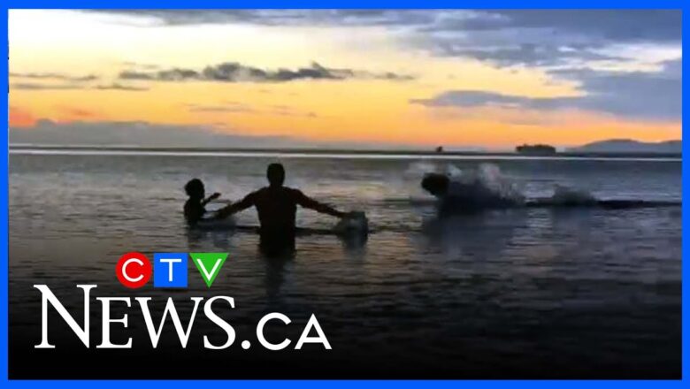 Watch a sea lion join pair of cold plungers in water off Vancouver Island