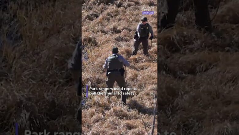 Watch rangers work together to rescue trapped ram in deep mud