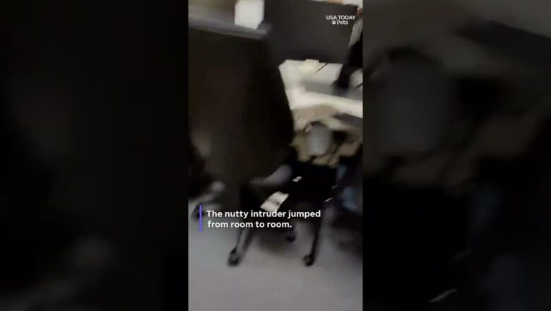 Watch what happens when a squirrel breaks into a police precinct, see the nutty situation