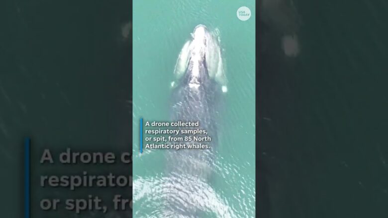 Why is a drone collecting this whale’s ‘spit?’ #Shorts