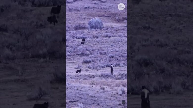 Yellowstone tourist gets dangerously close to wolf pack: See the tense moments