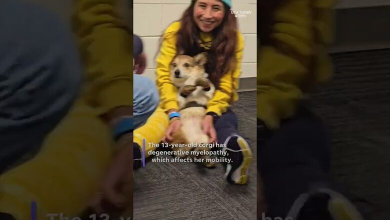 Adorable corgi named Porkchop steals the show at Michigan halftime show