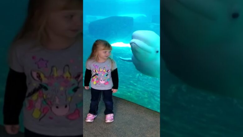 AFV is Coming to Samsung TV Plus!