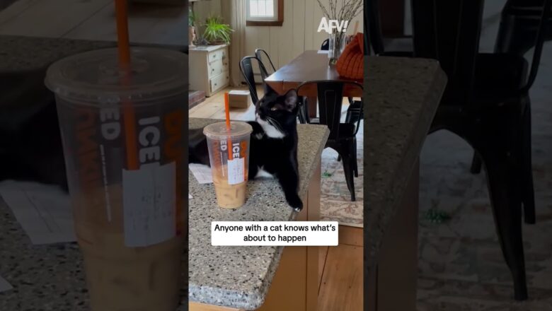 Anyone with a cat knows what’s about to happen