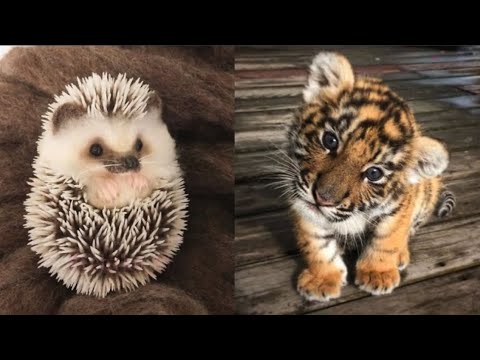 AWW Animals SOO Cute! Cute baby animals Videos Compilation cute moment of the animals #10 2025
