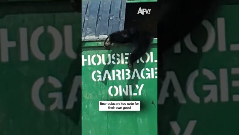 Bear cubs are too cute for their own good