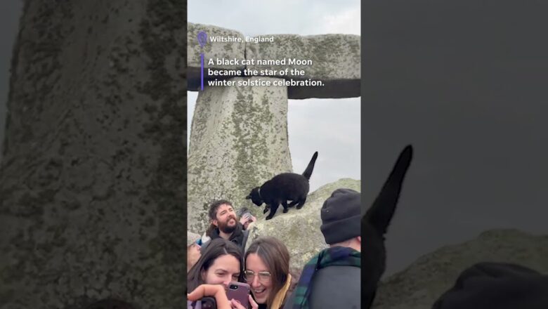 Cat steals the spotlight at Stonehenge winter solstice celebration