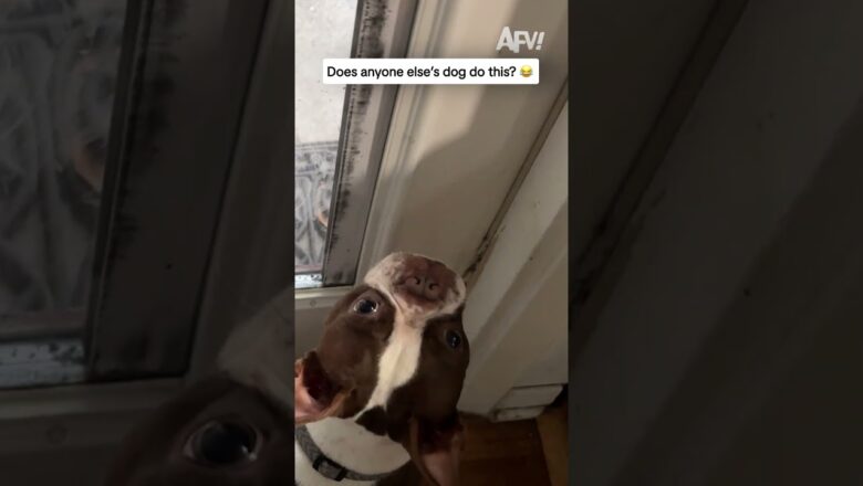 Does anyone else’s dog do this? 😂