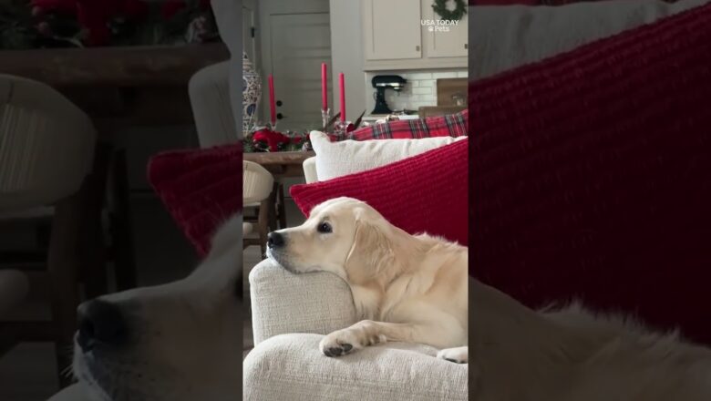 Dogs gather for their favorite holiday character, the Grinch