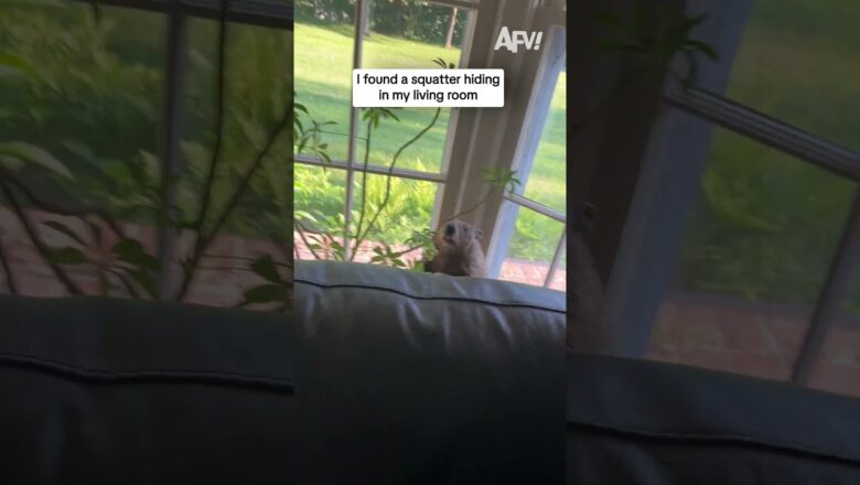 I found a squatter hiding in my living room