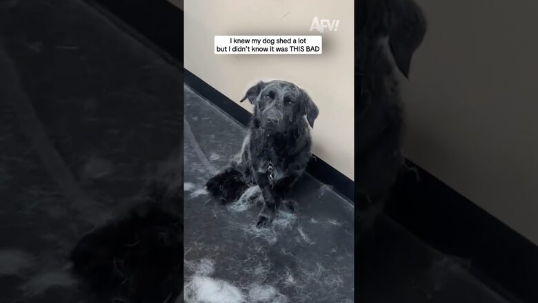 I knew my dog shed a lot but I didn’t know it was THIS BAD