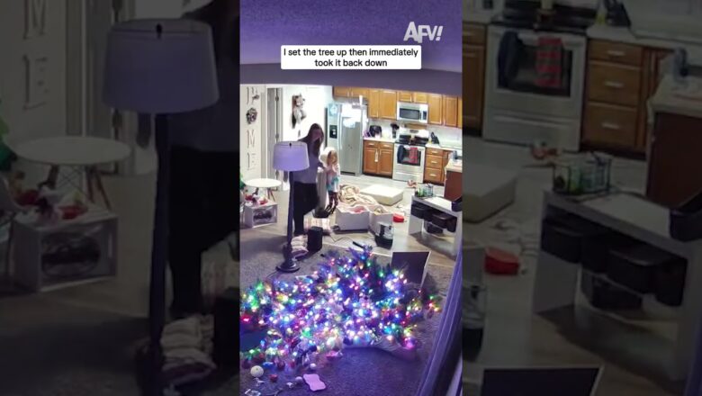 I set the tree up then immediately took it back down