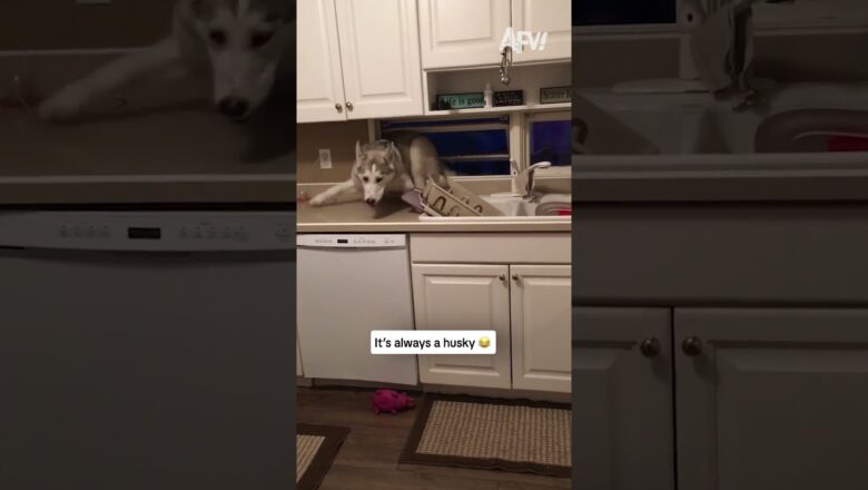 It’s always a husky 😂