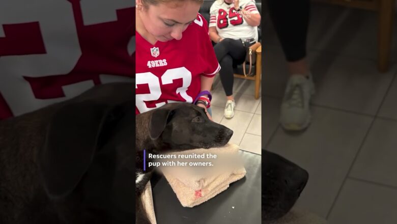 Lost dog swept away at sea found by lifeguards in miraculous discovery