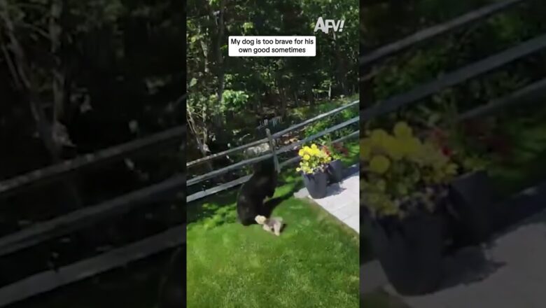 My dog is too brave for his own good sometimes