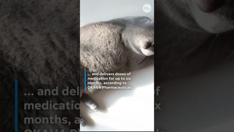 Ozempic for cats? New drug could help obese cats