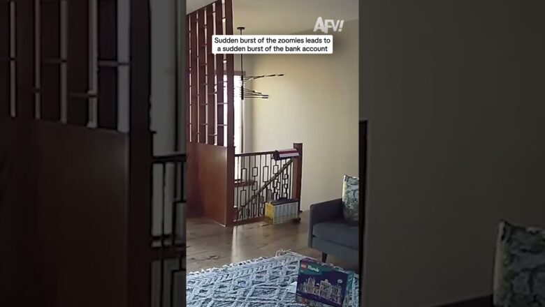 Sudden burst of the zoomies leads to a sudden burst of the bank account