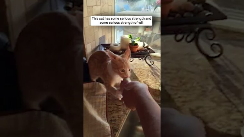 This cat has some serious strength and some serious strength of will