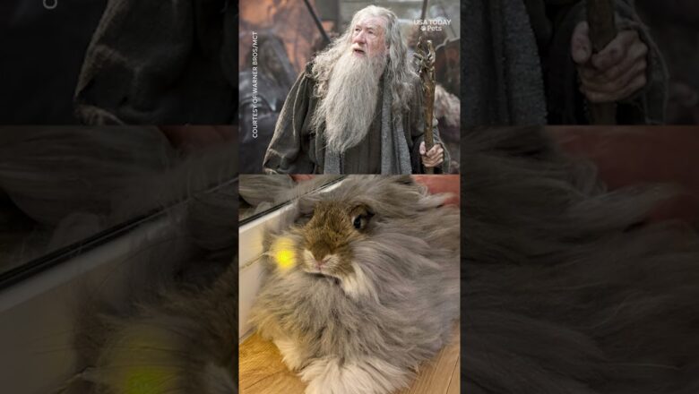 This fluffy bunny stole guests’ hearts at a rabbit yoga class