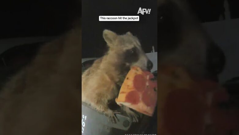 This raccoon hit the jackpot