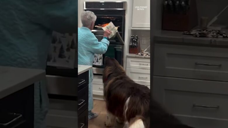 Watch as adorable dog named Chewy receives a turkey from great-grandma