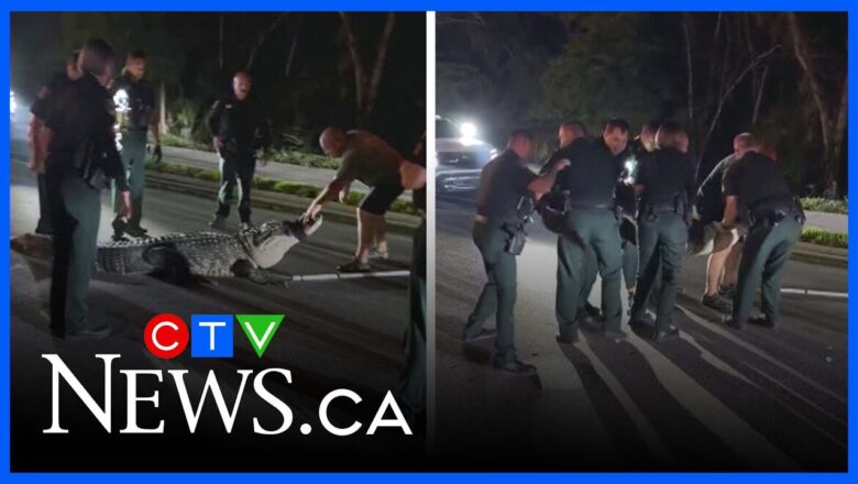 Watch seven officers lift a 13-foot-long alligator blocking a road in Florida