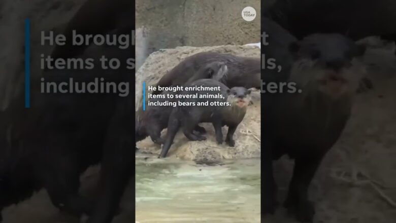 Zoo animals unwrap festive gifts in Cincinnati and Kansas City