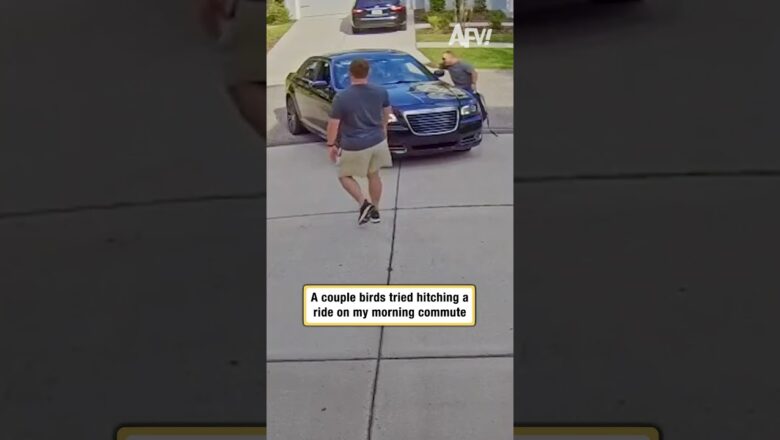 A couple birds tried hitching a ride on my morning commute