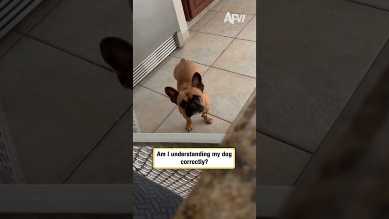 Am I understanding my dog correctly?