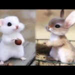 AWW Animals SOO Cute! Cute baby animals Videos Compilation cute moment of the animals #9 2025