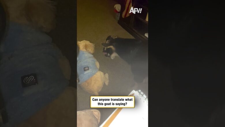 Can anyone translate what this goat is saying?