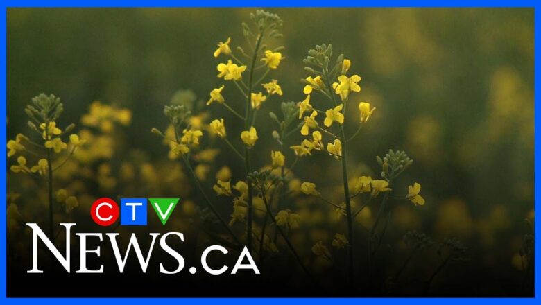 Canada-China tariff deal | Canola growers association says the ‘impact is substantial’