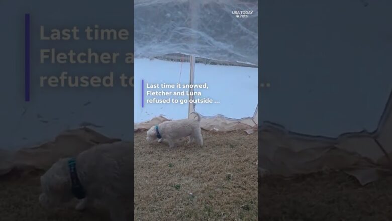 Dogs didn’t want to go outside in the snow. See owner’s solution.