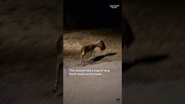 Good Samaritan helps deer trapped in pesky bag