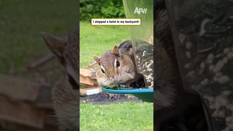 I stopped a heist in my backyard!