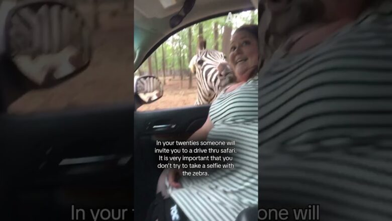 I think this zebra might be camera shy 🫣