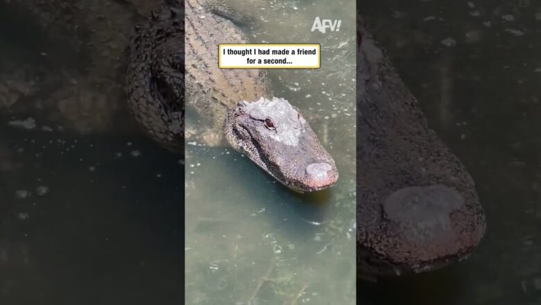 I thought I had made a friend for a second…