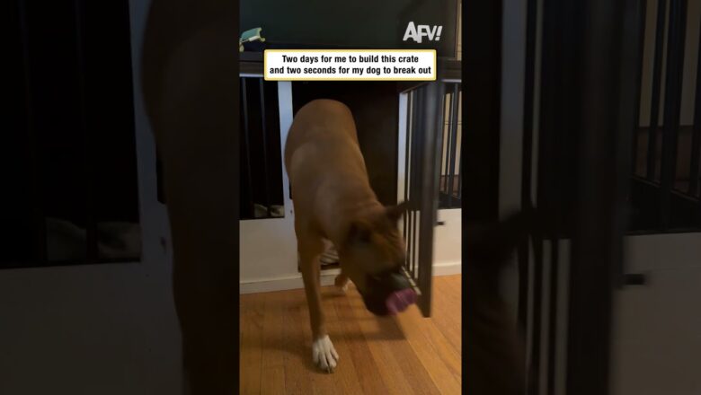 It took me two days to build this crate and two seconds for my dog to break out