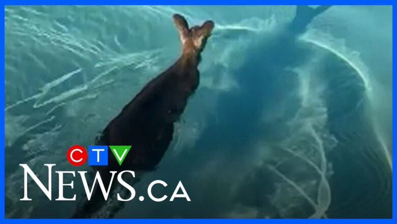 Kangaroo jumps in theme park pool to beat the heat
