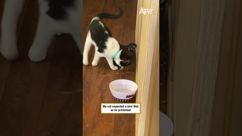 My cat expected a nice filet so he protested