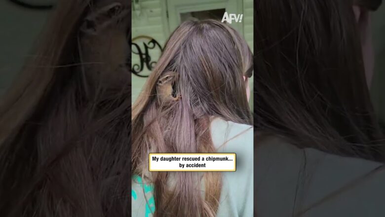 My daughter rescued a chipmunk… by accident