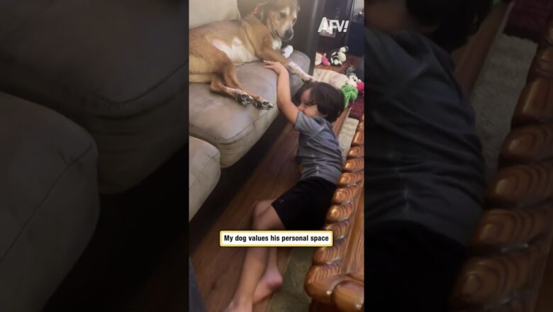 My dog values his personal space