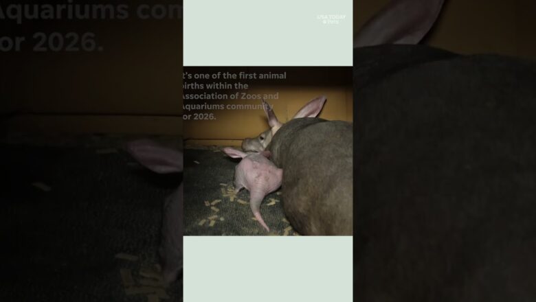 Nashville welcomes aardvark calf, born on New Year’s Day